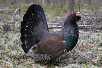 Tetrao urogallus (mating display)