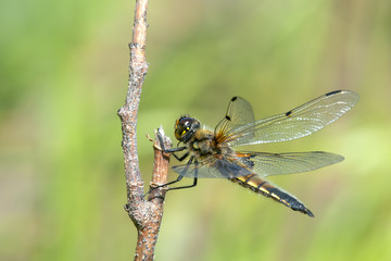 Four-spotted Chaser (Libellula quadrimaculata) perching on a branch