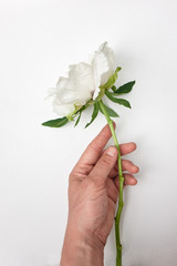 White flower Peony in hand on a white background