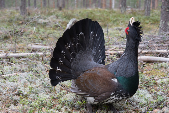 Tetrao urogallus (mating display)
