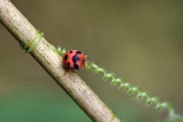 ladybug