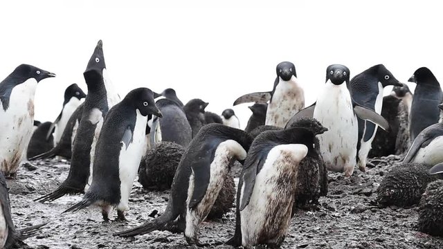 Adelie Penguin with chicks