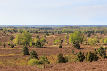 Fototapeta na wymiar Heathland panorama view from hill Wilseder Berg in Lüneburg Heath near Undeloh, Germany