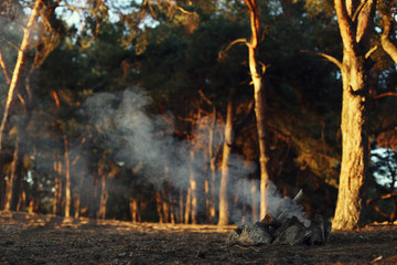 A bonfire in a pine forest, smoke without fire.