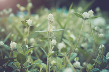 Little flower grass,vintage color toned