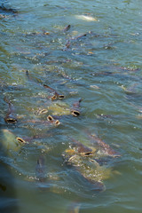 Obraz premium Catfish eating food on the surface of the water.