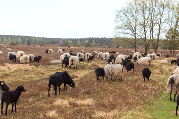 Fototapeta premium Flock of moorland sheep Heidschnucke with young lambs in Lüneburg Heath near Undeloh and Wilsede, Germany