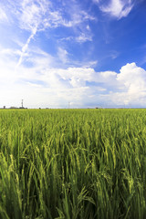 Vast land of green paddy field against blue sky in Sekinchan Selangor Malaysia