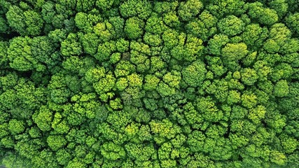 Top view of a young green forest in spring or summer - obrazy, fototapety, plakaty