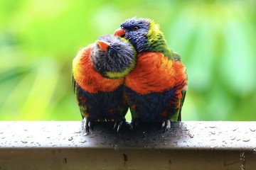Pair of Rainbow Lorikeets grooming after the rain, Gold Coast, Australia.