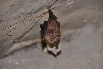 0061 chauve souris accrochée à une voûte