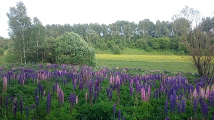 Field flowers. Purple. Bryansk district. (The Vast Russia! Sergey, Bryansk.)