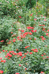Red Cascade miniature rose in the garden
