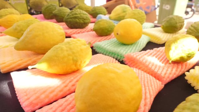 Choosing an etrog on Sukkot