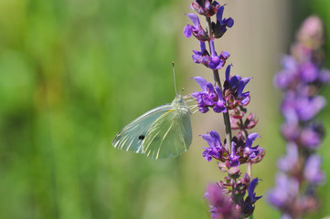 Small White butterfly, Pieris rapae, on wildflower. Beautiful butterfly on meadow