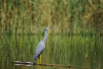 White Faced Heron