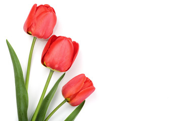 Beautiful red tulips on white background with copy space for text. Top view, flat lay