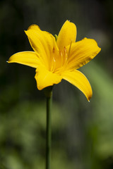 Obraz premium yellow flower on a dark green background