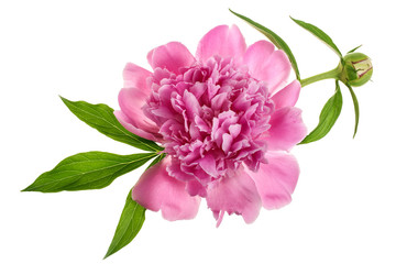 Naklejka na ściany i meble pink peony flower isolated on white background close up