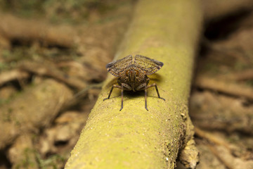 Plant hopper, Trishna, Tripura , India