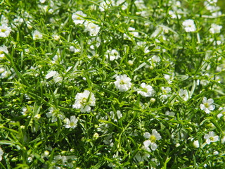 White blooming Gypsophila - baby's breath