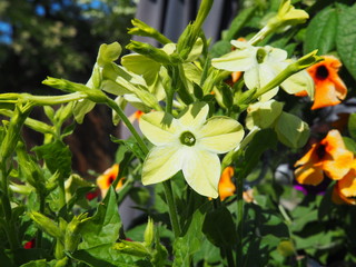 Nicotiana alata - jasmine tobacco, sweet tobacco, winged tobacco