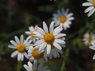 Obraz premium Matricaria chamomilla syn. Matricaria recutita - chamomile. Camomile in full bloom, Poland.