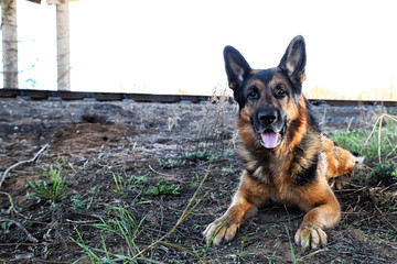 Dog German Shepherd outdoors in a summer