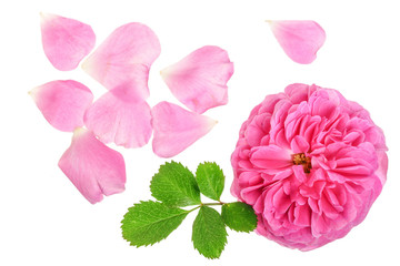 wild rose blooming flower isolated on a white background
