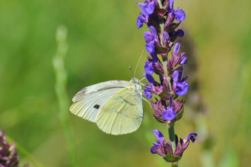Small White butterfly, Pieris rapae, on wildflower. Beautiful butterfly on meadow