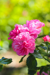 Pink roses bloom in the garden, pink roses on a blurred background, flowers with copy space, bouquet preparation, spring garden