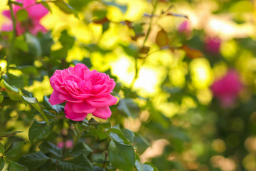 Pink roses bloom in the garden, pink roses on a blurred background, flowers with copy space, bouquet preparation, spring garden