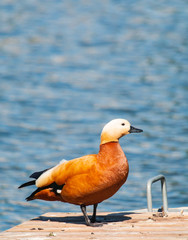duck on the shore of the pond