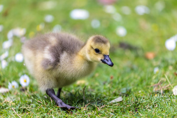 Young canadian goose