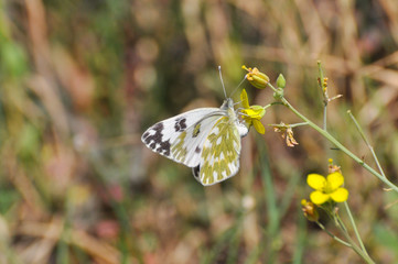 Eastern Bath White, Pontia edusa, White butterfly on wildflower. Beautiful butterfly on meadow