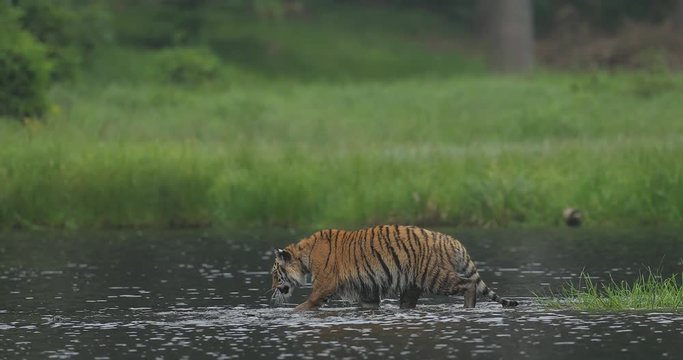Amur tiger in the river water. Dangerous animal, taiga, Russia. Big animal in green forest. Siberian wild cat walking in nature habitat.