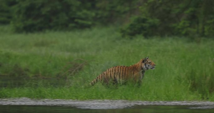 Amur tiger in the river water. Dangerous animal, taiga, Russia. Big animal in green forest. Siberian wild cat walking in nature habitat.