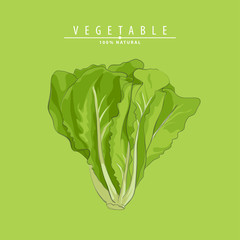 fresh green lettuce - 207718092