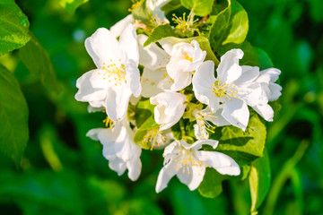 Close-up bunch of garden white flowers