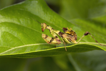 Praying mantis, Bangalore , India
