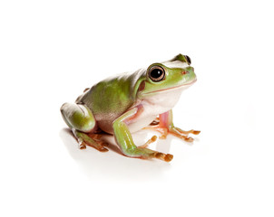 Green tree frog