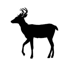 deer silhouette, vector, illustration