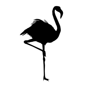 recommend clip art: vector file of flamingo