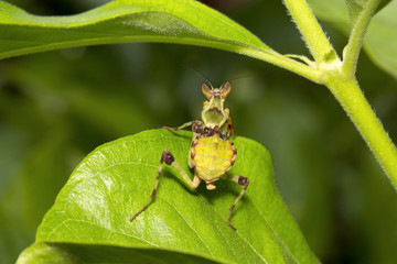 Praying mantis, Bangalore , India