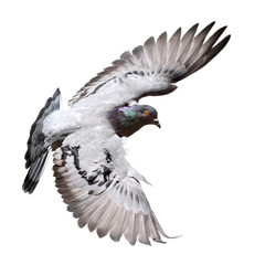 Feral Pigeon in flight isolated on white.
