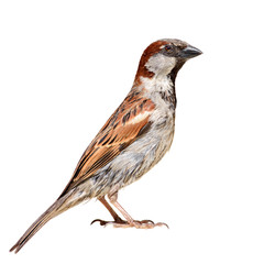 House Sparrow isolated on white.