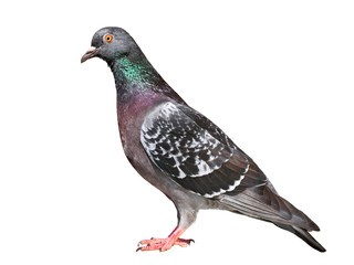 Feral Pigeon isolated on white.