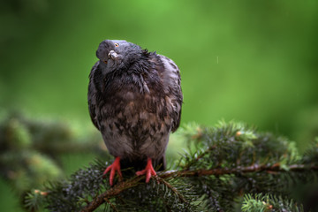 Funny Pigeon perched over natural green background.
