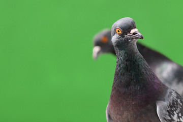 Funny Pigeons isolated on green background.