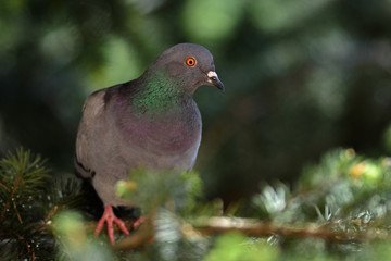 Pigeon perched over natural green background